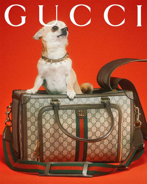 gucci dog poop bags|Gucci pet collection 2021.